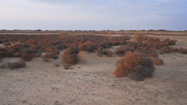 Sand dunes covered with saxaul (Haloxylon) early spring view. Kazakhstan.. R-21 highway. Almaty region. Bodokhudzir. 