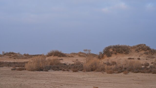 Sand dunes covered with saxaul (Haloxylon) early spring view. Kazakhstan.. R-21 highway. Almaty region. Bodokhudzir. 