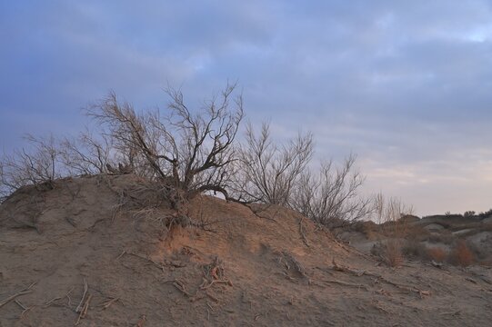 Sand dunes covered with saxaul (Haloxylon) early spring view. Kazakhstan.. R-21 highway. Almaty region. Bodokhudzir. 