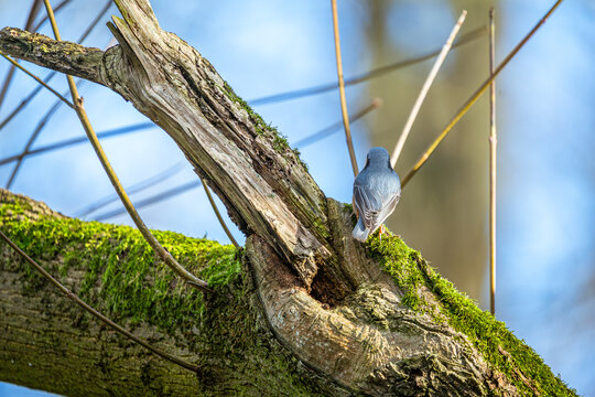 Von seinem moosbedeckten Thron aus blickt der Kleiber in die Weite des azurblauen Himmels. Ein kurzer Moment der Ruhe, eingefangen in einem stahlblauen Schimmer auf dem rauen, verwitterten Holz.