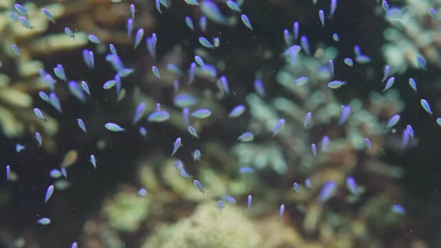 A vibrant underwater scene featuring a large school of small, iridescent blue green chromis fish gracefully swimming amidst the intricate details of a coral reef.