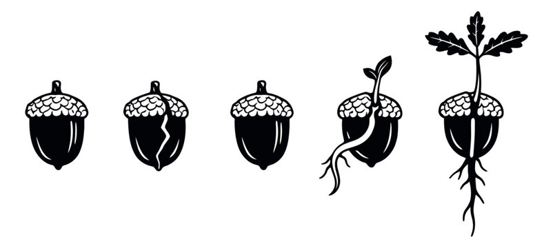 Hand drawn line art acorn germination set featuring the growth of an oak tree for nature and education concepts