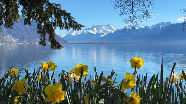 Yellow daffodils in bloom by Lake Geneva with calm water and snow-covered alpine mountains in the background on a sunny spring day in Switzerland.