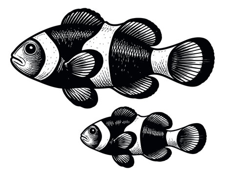Woodcut style clownfish set featuring two fish for marine life projects