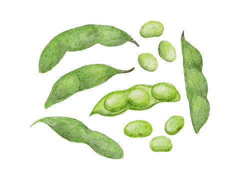 Watercolor illustration set of edamame pods and beans300dpi