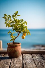 Fototapeta premium Coastal still life: potted lemon plant beside the calm sea