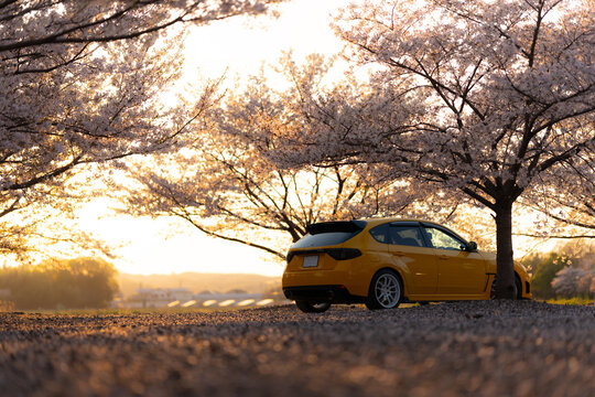 車　桜　夕日
