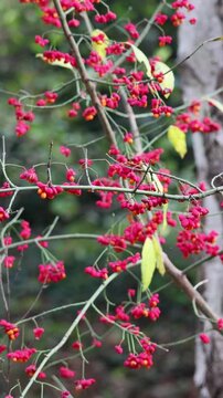 Euonymus europaeus branches displaying colorful red and orange berries in a natural setting