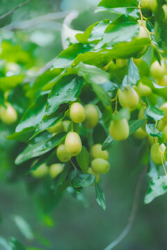 jujube tree