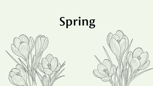 Detailed line art illustration of crocus flowers for spring design with the word spring written in a simple black serif font.