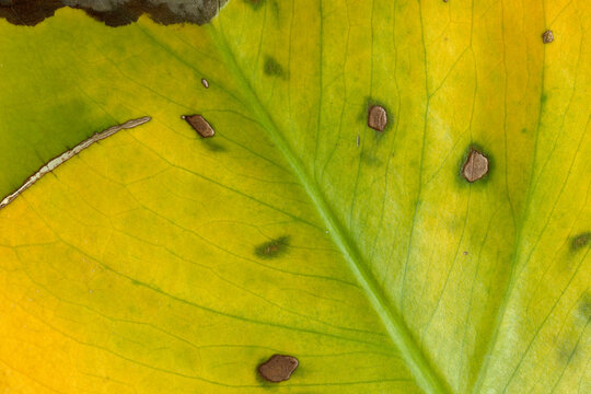Detailed macro photography of green yellow leaf surface with dark necrotic spots and visible vein structure.