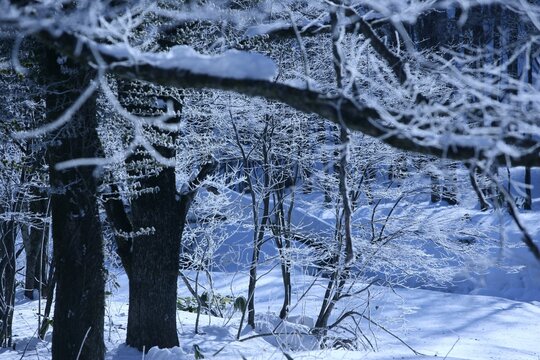 長野県須坂市の美しい雪景色、霧氷に覆われた静寂の冬の森