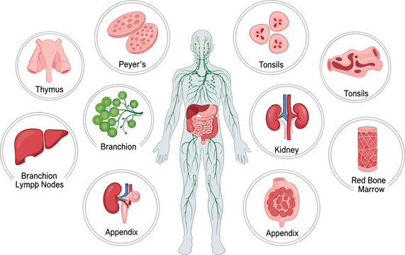This illustrative diagram details the human lymphatic system showcasing key organs like the thymus spleen and associated structures high quality professional detailed modern