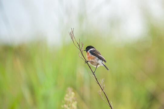 African stonechat or common stonechat (Saxicola torquatus) perched on a twig