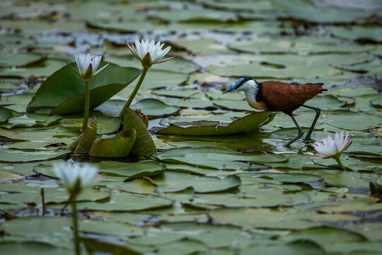 An African Jacana (Actophilornis africanus) walking across lily pads in a pond