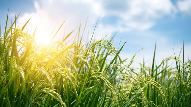 Rice Growing in the Garden With Sunlight Shining Above in Clear Blue Sky