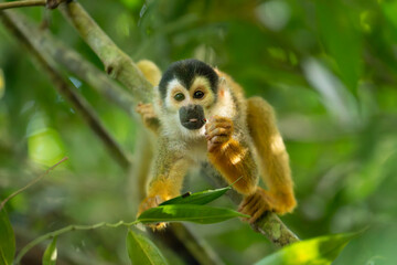 Squirrel monkey with baby on back holding and eating cicada on branch while looking at camera in rainforest habitat, Osa Peninsula, Puntarenas, Costa Rica. © jiriviehmann