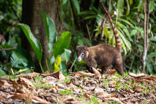 White nosed coati walking on forest ground with tail raised, natural wildlife behavior in tropical habitat, Osa Peninsula, Puntarenas, Costa Rica.