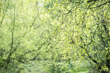 Fototapeta premium abstract nature background with young small birch leaves on tree branches. Beautiful spring sunny landscape with fresh gentle young green foliage. selective focus