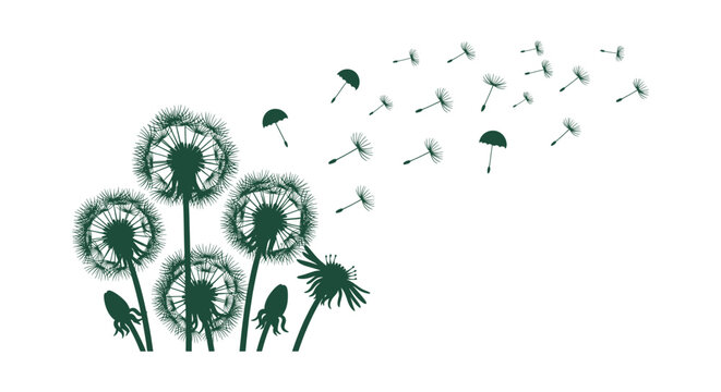 Dark Green Dandelion Silhouette with Flying Seeds Illustration Vector Graphic for Background Design