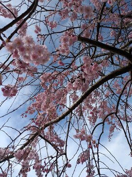 Looking Up at Pink Cherry Blossoms Against Blue Sky