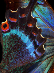 Obraz premium Bright colorful wings of tropical blue morpho and black Japanese swallowtail butterflies. Vibrant tropical background.