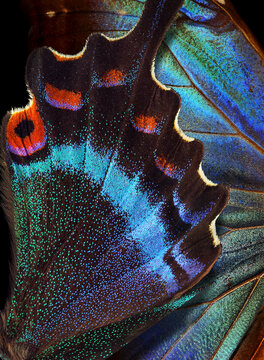 Bright colorful wings of tropical blue morpho and black Japanese swallowtail butterflies. Vibrant tropical background.