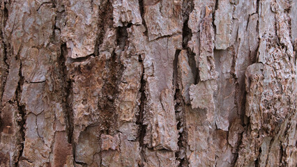 Obraz premium 自然な樹皮のテクスチャ 背景素材 Natural tree bark texture background