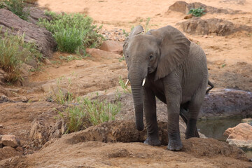 Fototapeta premium Afrikanischer Elefant / African elephant / Loxodonta africana