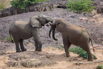 Fototapeta premium Afrikanischer Elefant / African elephant / Loxodonta africana