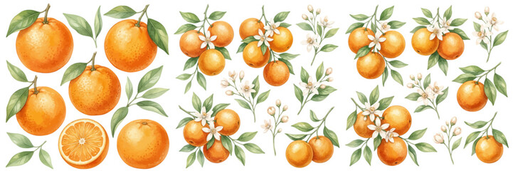 A charming watercolor collection of oranges featuring fresh citrus fruits with glossy leaves and delicate white blossoms illustrated in a natural botanical style. © liana