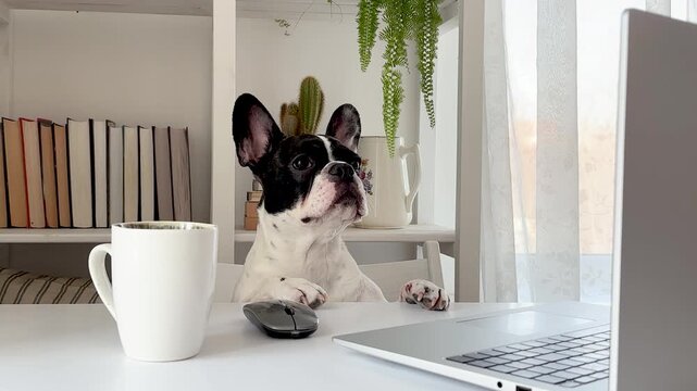 Cute French bulldog at a desk with a laptop and mouse in a home office. Symbolizes remote work, work from home culture, and pet companionship. Ideal for business, lifestyle, modern workplace concepts