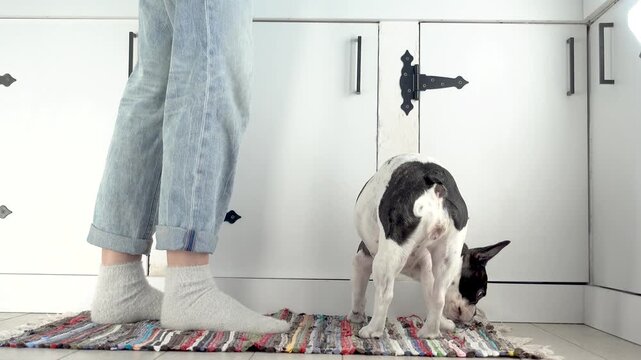 Woman feeding treat to French Bulldog during training. Positive reinforcement and obedience concept. Reward-based dog training and human-pet bond. Ideal for pet care and dog training content. Daylight