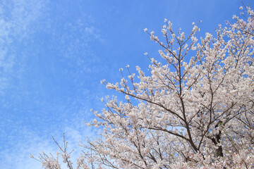 桜 花 春 青 空 雲 背景
