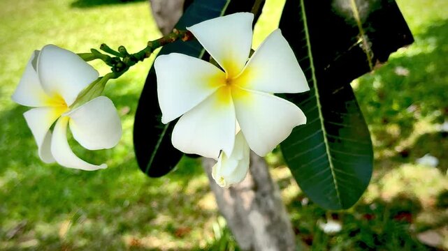 The Plumeria flower with white petals.Shrub plants in the family Apocynaceae.
