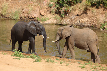 Fototapeta premium Afrikanischer Elefant / African elephant / Loxodonta africana