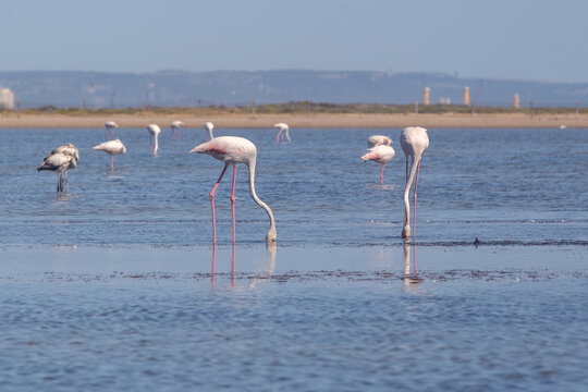 Flamants roses &agrave; La Franqui, dans une lagune du littoral m&eacute;diterran&eacute;en &agrave; Leucate dans l&rsquo;Aude, paysage naturel entre mer et &eacute;tang dans le sud de la France, Occitanie