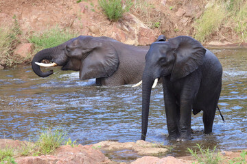 Fototapeta premium Afrikanischer Elefant / African elephant / Loxodonta africana