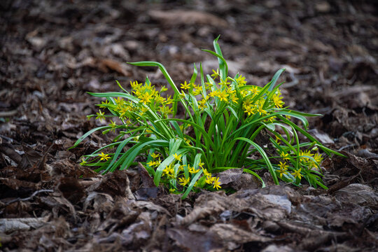 Yellow Star-of-Bethlehem Gagea lutea, a bulb-forming herbaceous perennial. 