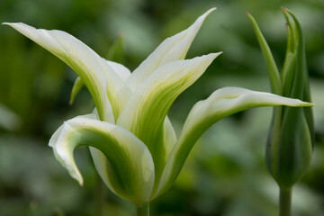 Blüte einer Weißen Lilie © O.Riepe