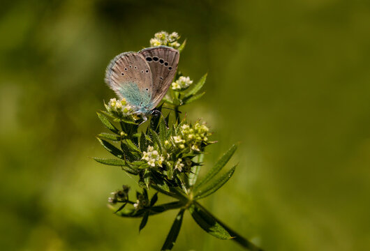 A green-underside blue (Glaucopsyche alexis), butterfly of the family Lycaenidae