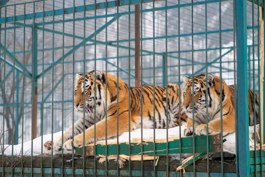 Tigers in a Captive Enclosure