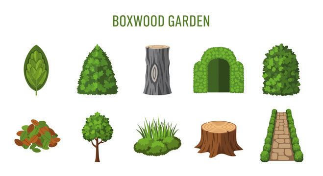 Boxwood garden elements and plants.