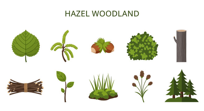 Modern Flat illustration of Hazel woodland ecosystem natural environment.