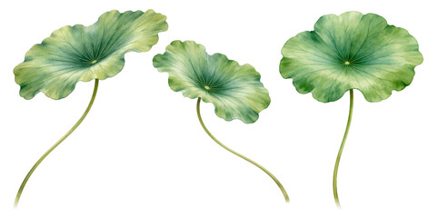 A charming watercolor collection of lotus leaves featuring soft green aquatic foliage with graceful stems illustrated in a natural botanical style. © liana
