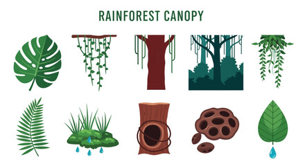 Rainforest Canopy Plants and Trees. © Faisal