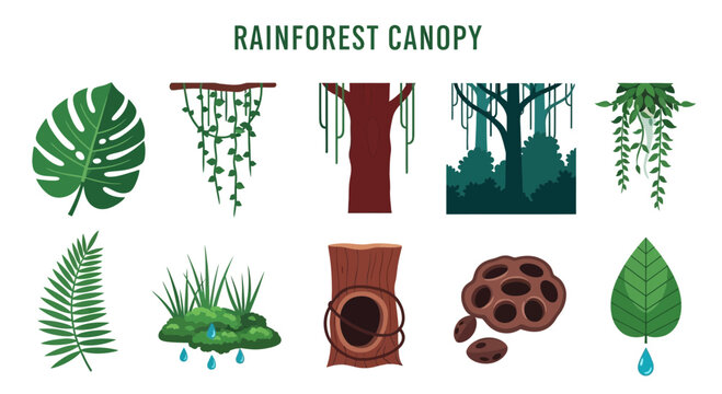 Rainforest Canopy Plants and Trees.