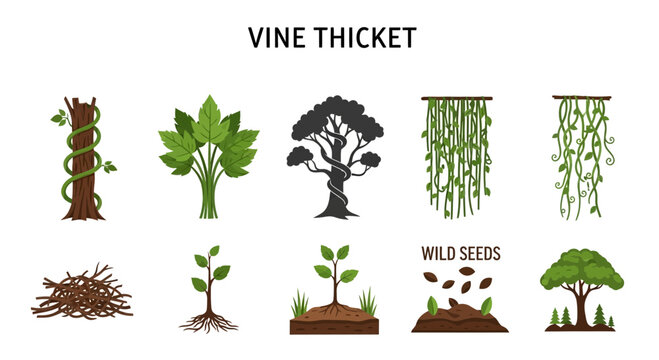 Vine thicket plants and wild seeds.