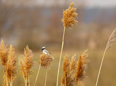 Bachstelze, Motacilla alba 
