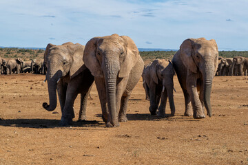 Fototapeta premium Elephant herd moving around for food and water in Addo Elephant National Park in South Africa